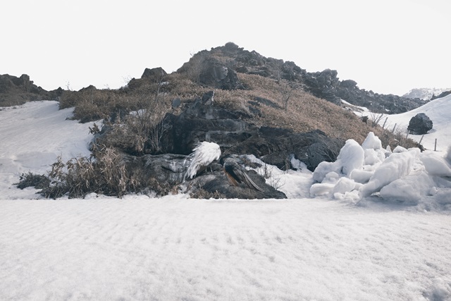 robert-zhao-peacock-island-84-x-121-cm-archival-pigment-print-edition-of-5-1-ap-2016_image-courtesy-of-mizuma